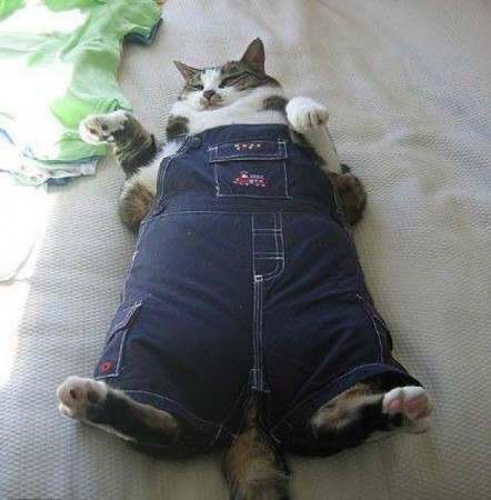 GATO GORDO